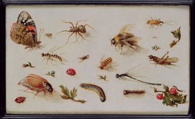 A Study of Insects by Jan the Elder Brueghel